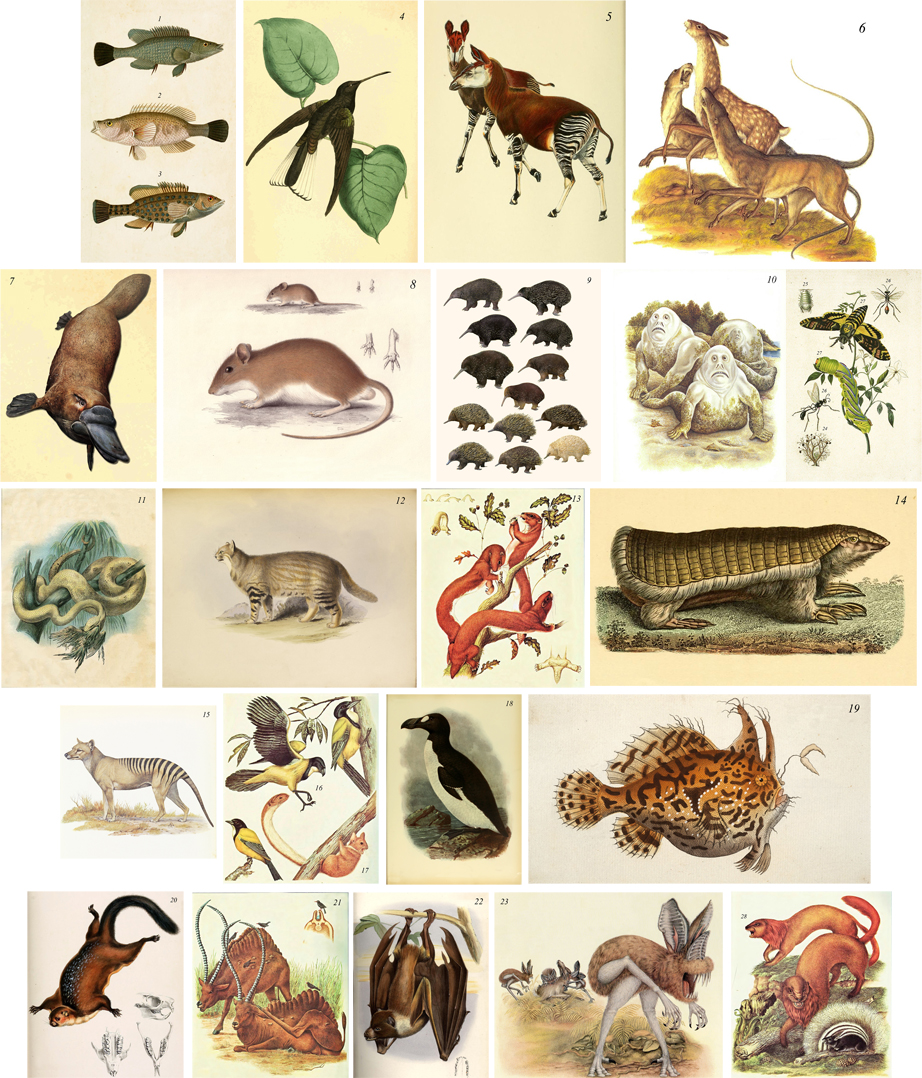 Collection zoology.jpg
