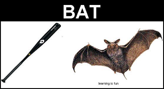 File:Bat.JPG