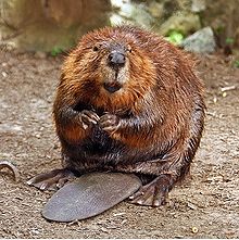 File:American Beaver.jpg