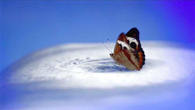 File:VLM Butterfly Birth Bed gif.gif