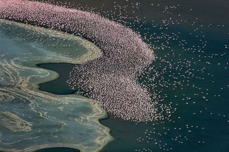 File:Lake-nakuru-flamingos-13.jpg