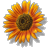 File:Sunflower.gif