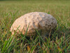 File:030920-mushroom.jpg