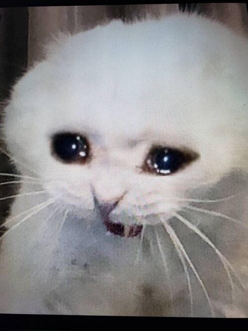 a white kitten crying