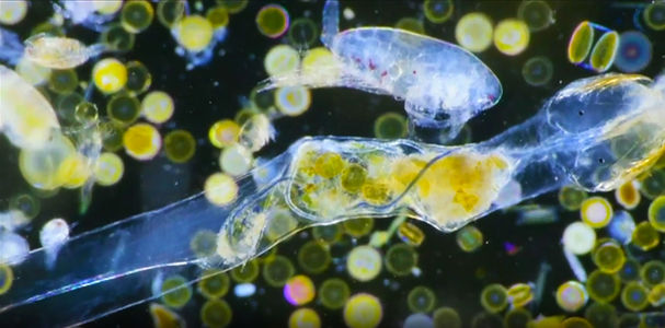 Plankton-Microplastic.jpg