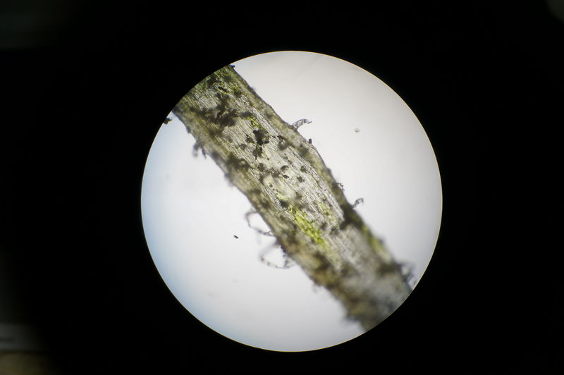 File:Microscope1.JPG
