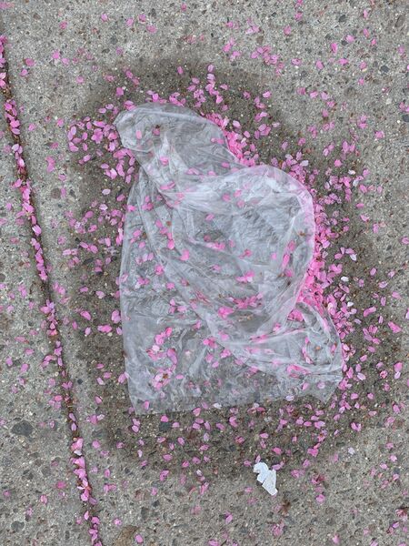 File:Plastic bag flower petals.jpg