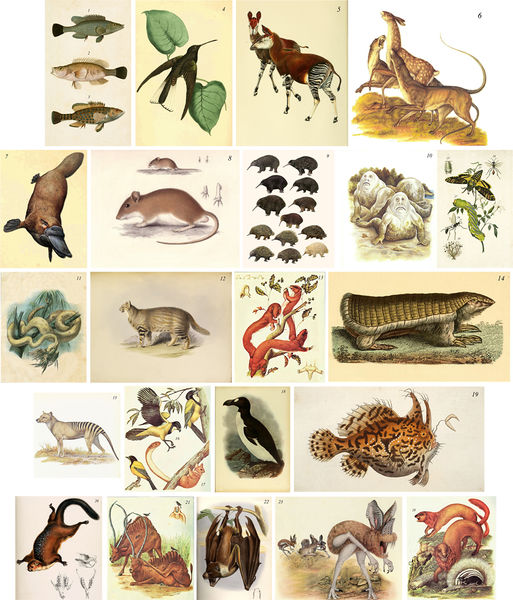 File:Collection zoology.jpg
