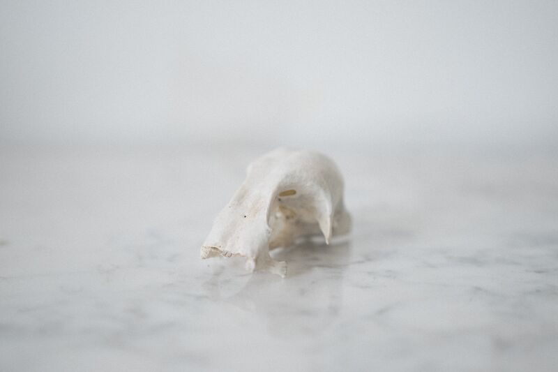 File:Skull altar.jpg