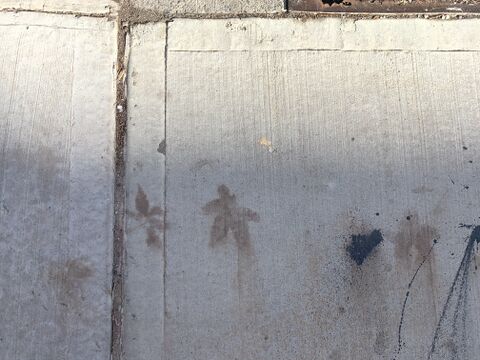 Leaf imprints sidewalk.jpg
