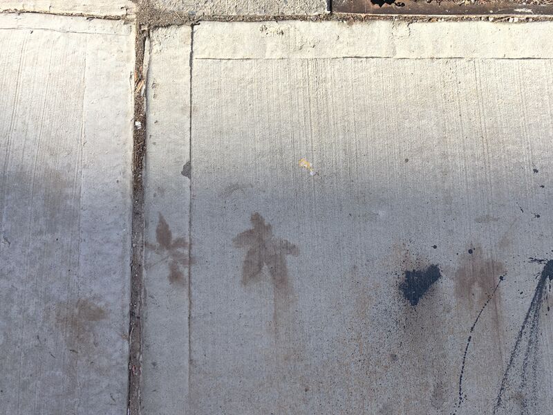 File:Leaf imprints sidewalk.jpg