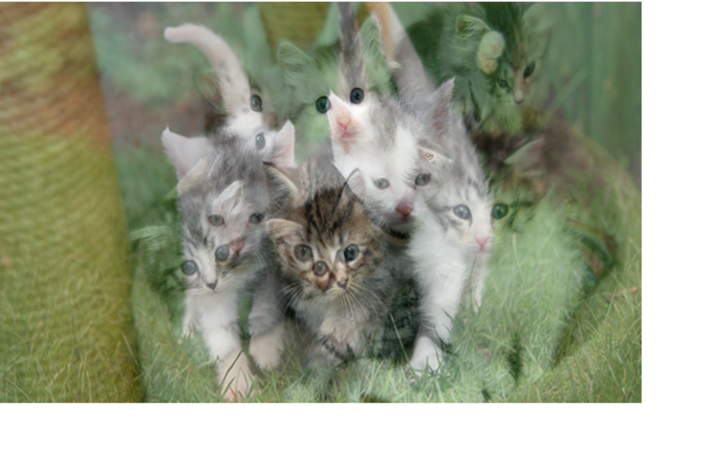 File:Kittensblend.png
