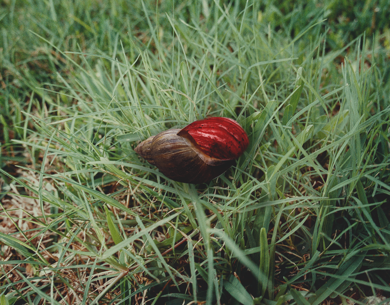 File:Grassshell.png