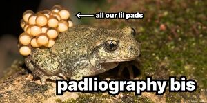 Padliography frog.jpg