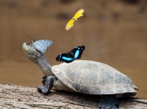 Turtlebutterflies.jpeg