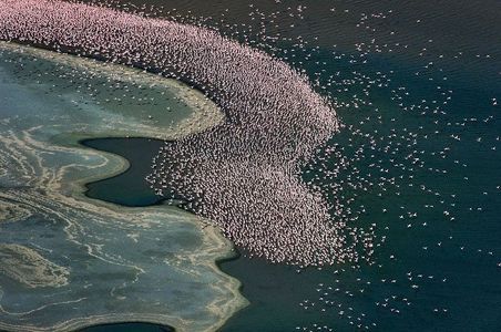 Lake-nakuru-flamingos-13.jpg