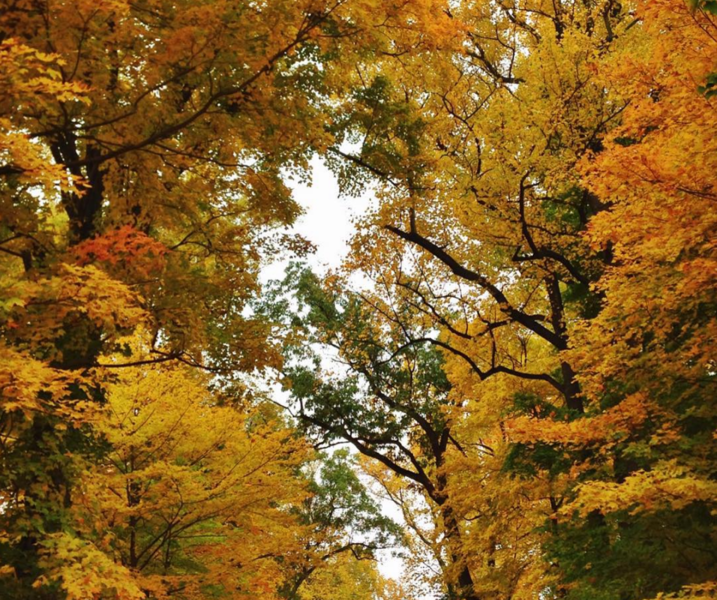 File:Fall-color.png