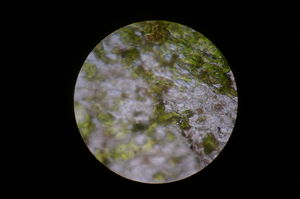 Microscope3.JPG