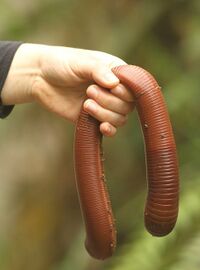 australian earthworm