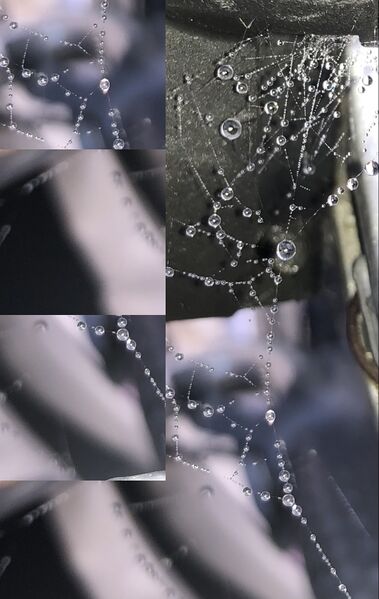 File:Spider web after rain.jpg