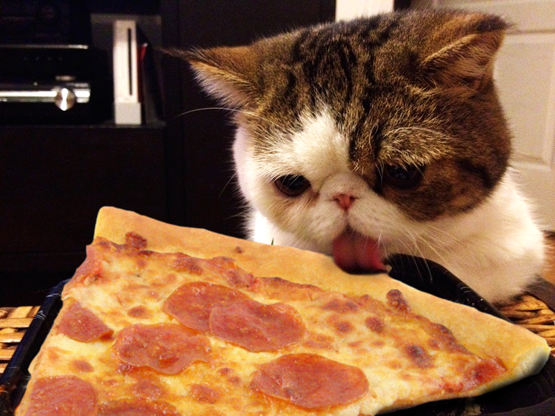 File:Pizza-cat.png