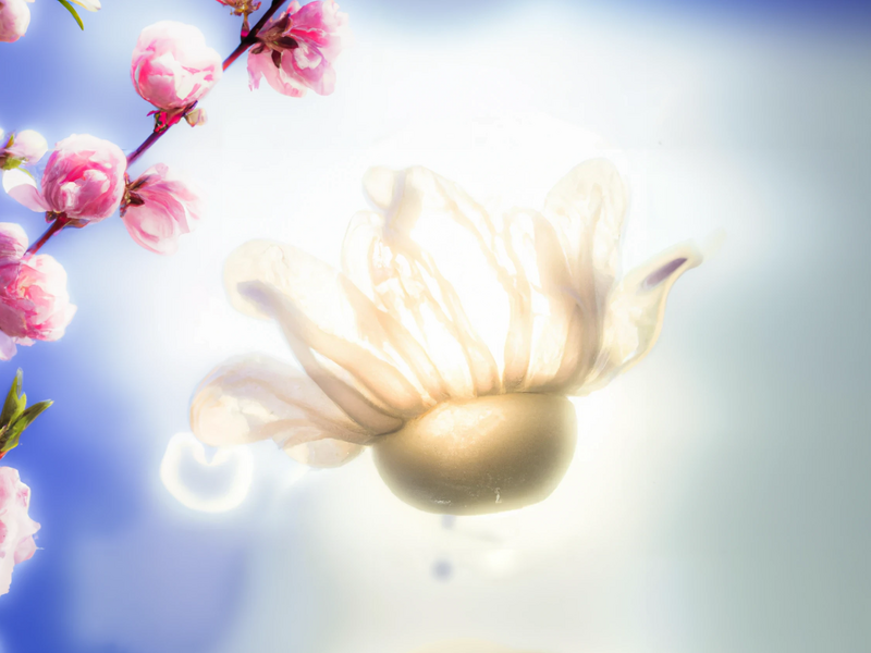 DALL·E 2022-12-05 19.01.48 - A transparent glowing anemone alien in the sunlight, with a peach blossom background.png