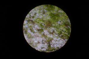 Microscope2.JPG