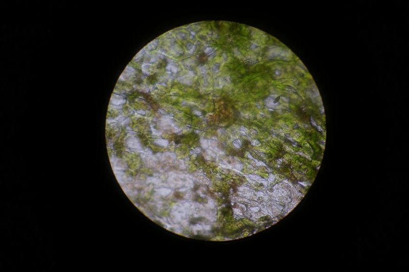 File:Microscope2.JPG