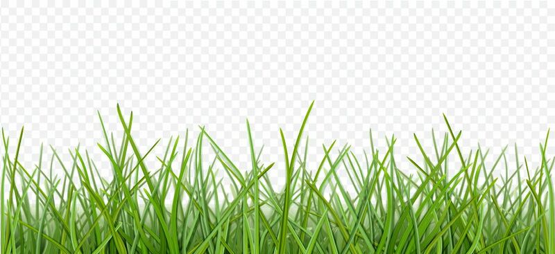 File:Grass.jpg